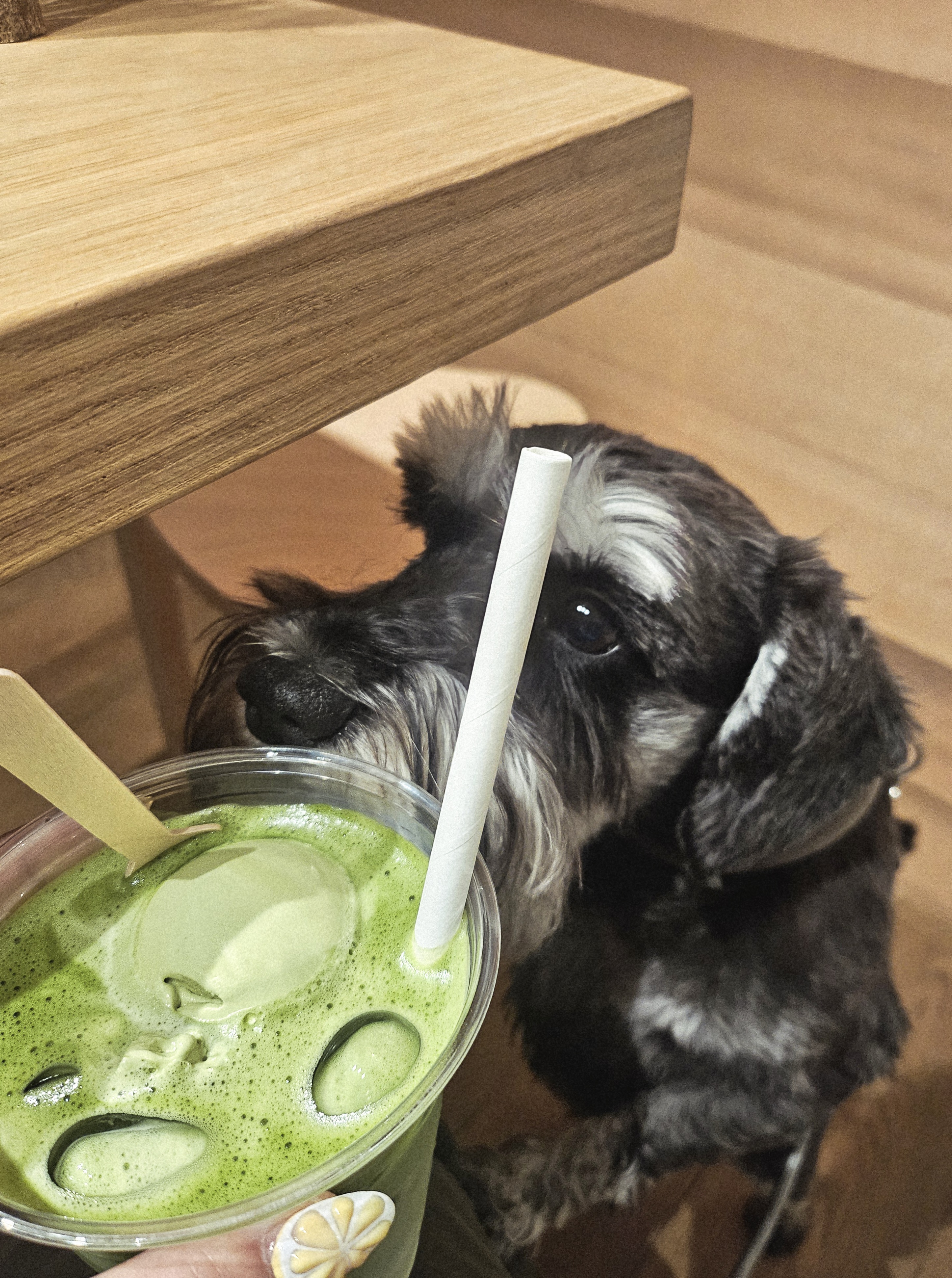 Matcha Life, photo from a Hauva.club review